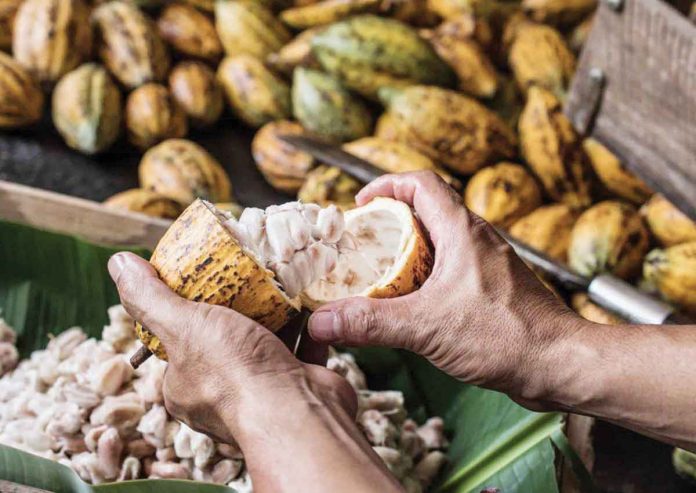 Cacao is considered a valuable crop. But the current local supply is not enough to sustain the demand for processing into products like tablea, syrup and cocoa powder.