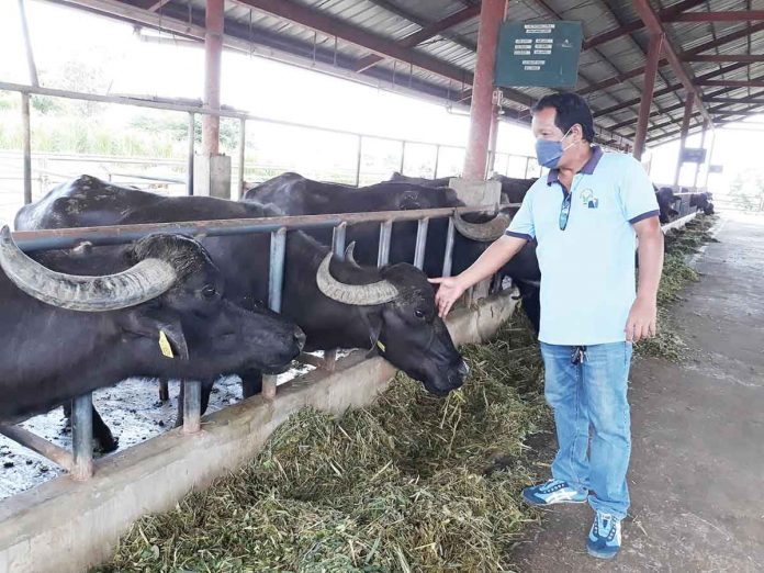 Cross-breed carabaos can produce from four to six liters of milk while purebreds can give a generous seven to eight liters. The Philippine Carabao Center – La Carlota Stock Farm hoping more farmers will become carapreneurs in Negros Occidental. PIA-NEGROS OCCIDENTAL PHOTO