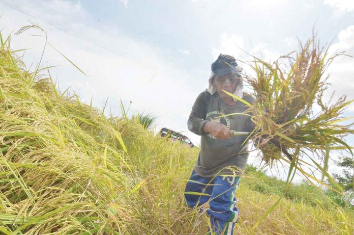 Region 6’s palay harvest in 2021 was at 2.3 million metric tons or up by 2.3 percent from the previous year despite the onslaught of Typhoon “Odette” last December, according to the Department of Agriculture. PN PHOTO