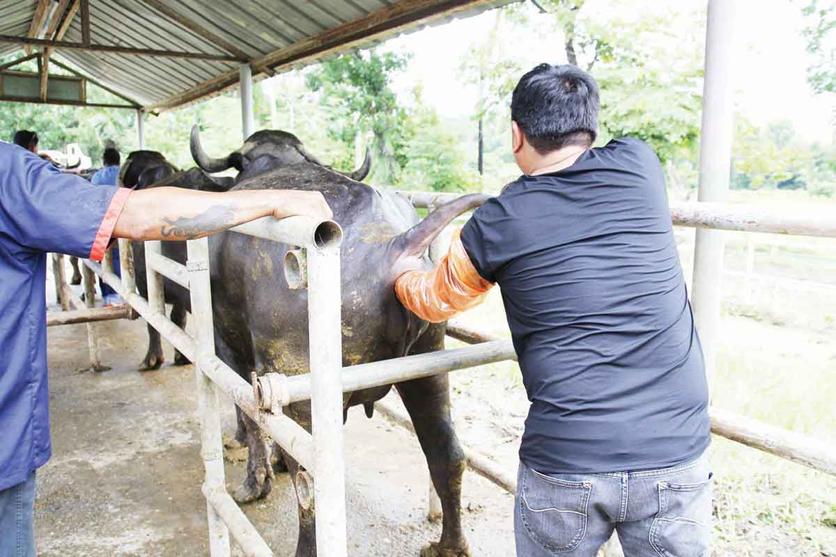 Livestock Technicians Train On Artificial Insemination