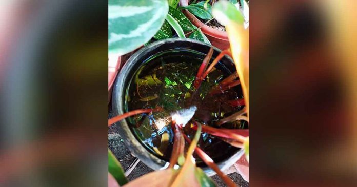 Mosquitoes could breed in this flower pot full of rainwater in Barangay Maybato Norte, San Jose de Buenavista, Antique. Municipal Health Officer, Dr. Melba Billones, said frequent rain in Antique's capital town has hampered the implementation of the four o’clock habit of residents to clean their surroundings. PHOTO COURTESY OF IPHO ANTIQUE