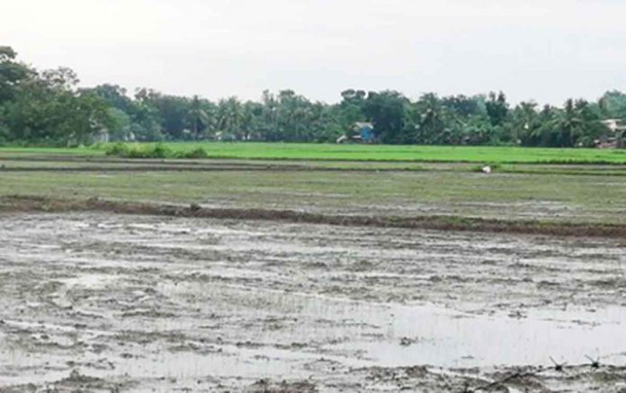 This is rice field in the municipality of Sibalom, considered the rice granary of Antique. According to the Department of Agriculture, 17,044 farmers in the province would be receiving fertilizer discount vouchers. PNA PHOTO BY ANNABEL CONSUELO J. PETINGLAY