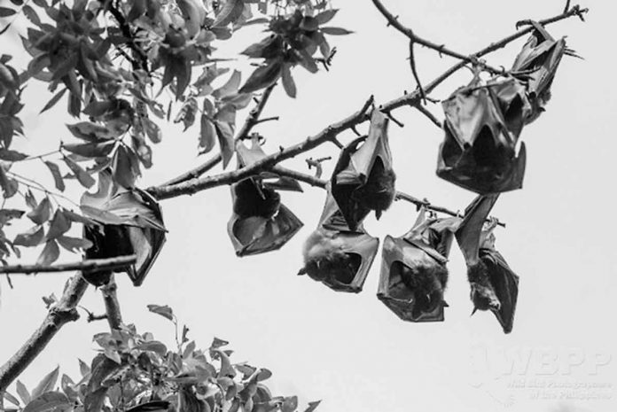 Flying foxes eat fruit and other plant matter, and occasionally consume insects as well. They locate resources with their keen sense of smell. Most, but not all, are nocturnal. They navigate with keen eyesight, as they cannot echolocate. This photo of the Wild Bird Photographers of the Philippines shows flying foxes sleeping upside down on a branch of a tree. PHOTO BY THE WILD BIRD PHOTOGRAPHERS OF THE PHILIPPINES