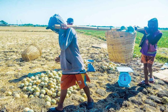 Farmers harvest watermelon in Barangay Lanit, Jaro, Iloilo City in this undated file photo. PN PHOTO