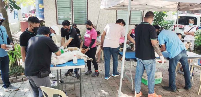 The Office of the City Veterinarian of Iloilo City conducts castration or neutering of male pets and spaying of female pets to control their population or prevent overpopulation. ILOILO CITY PIO PHOTO