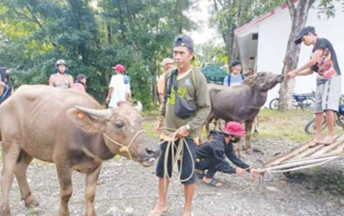 A farmer from San Remigio, Antique receives a caracow from the Department of Agriculture. As of Aug. 17), a total of 70 caracows were dispersed to farmer-beneficiaries in San Remigio and Valderrama towns. PHOTO COURTESY OF AGRICULTURAL PROGRAM COORDINATING OFFICE ANTIQUE