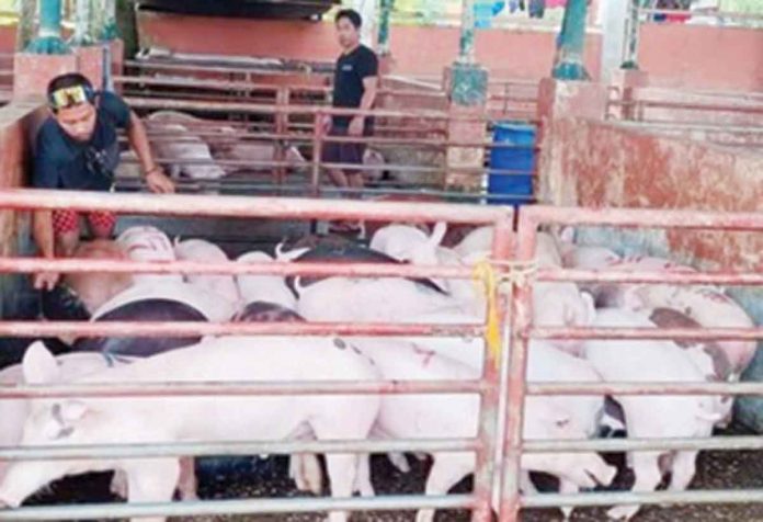 Hogs sold at a local auction market in Negros Occidental on July 28, 2022. Free from African swine fever, the province has been supplying 8,000 to 12,000 heads of hogs to other provinces monthly, the Provincial Veterinary Office said. PHOTO COURTESY OF PROVINCIAL VETERINARY OFFICE-NEGROS OCCIDENTAL