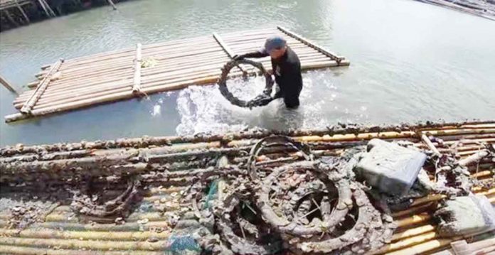 From under the water in this oyster farm in Roxas City, a man scoops out this circular contraption – a used automotive rubber tire – where oysters are growing.