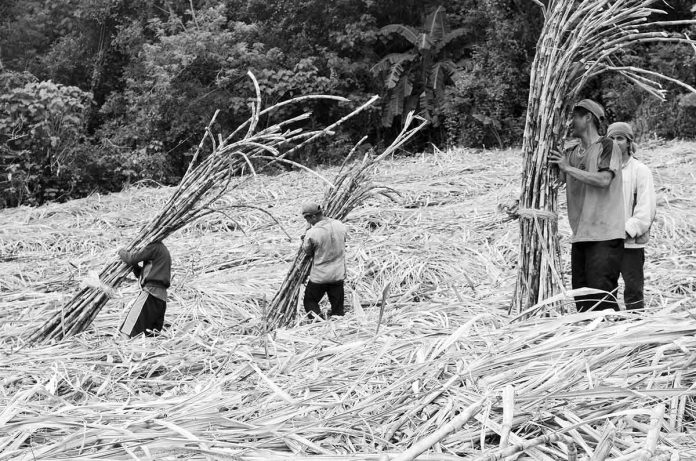 Plantation workers in Baragay Nasaka, Maasin, Iloilo prepare sugarcanes for transport to a sugar central in Passi City, Iloilo province in this undated photo. What triggered the economic boom of Iloilo in the 19th century was the development of its sugar industry. PN PHOTO