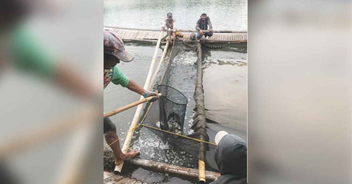 A fish farmer harvests tilapia from a fishpond in Capiz. The University of the Philippines Visayas has developed saline tilapia strains that can tolerate and grow in seawater. UPV PHOTO