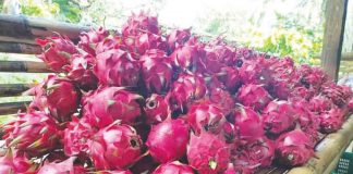 ‘ENTER THE DRAGON;’ Guimaras bets on dragon fruit to bolster economy