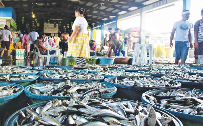 The Department of Agriculture-Bureau of Fisheries and Aquatic Resources forecasts an annual production of 293,431 metric tons (MT) of sardine or tamban, covering the national demand of 101,367 MT. DA PHOTO