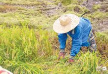 National Food Authority Antique acting branch manager Glenda Paz said on Tuesday, Sept. 6, 2022, that they are now procuring palay from farmers as the harvest season starts this September. Photo shows a farmer harvesting palay in the province for the first cropping. PROVINCE OF ANTIQUE/FB