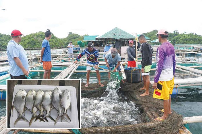 Pompano harvest at the Igang Marine Station of the Southeast Asian Fisheries Development Center Aquaculture Department in Guimaras. NG ARMADA PHOTO