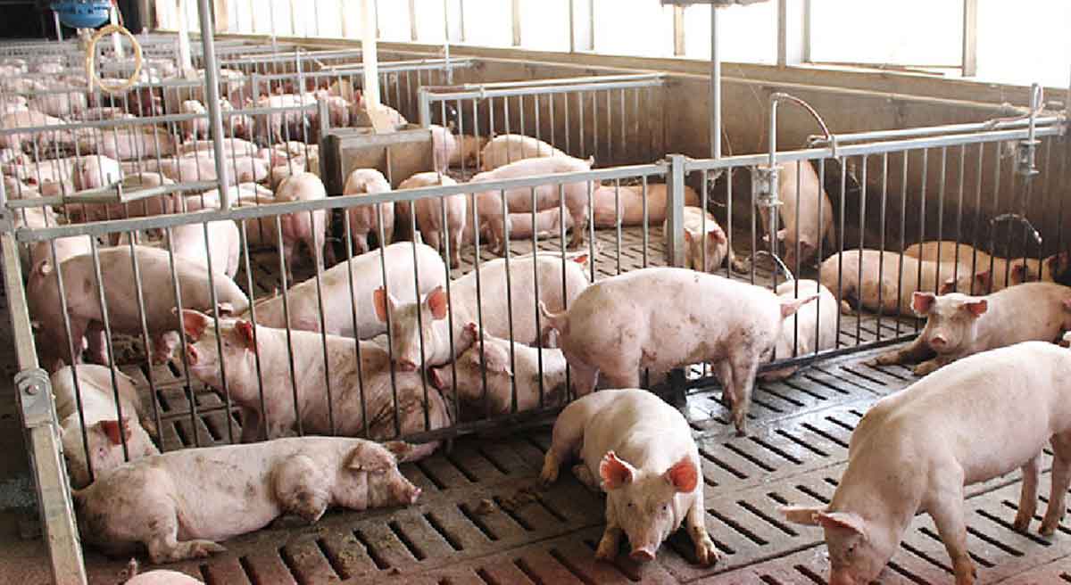 Western Visayas, top 2 swine producer in PH