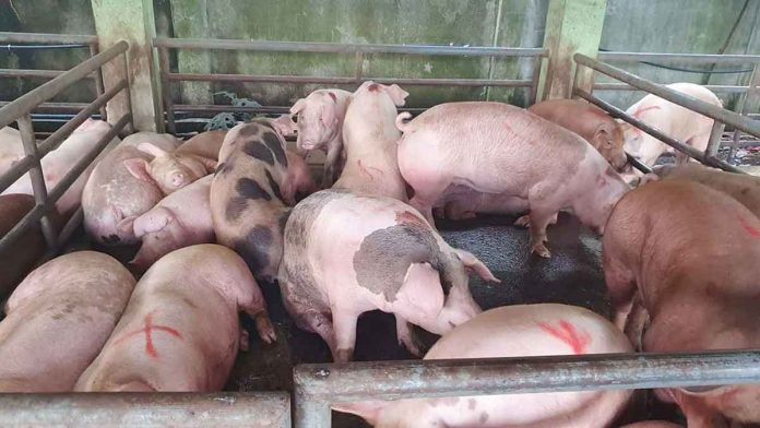 Antiqueños are encouraged to support and follow regulations to protect the province’s swine industry. In 2021, Antique has produced 176,837 swine valued at around P1,768,837,000. MA ALBERT ESTOYA/DA-6 PHOTO