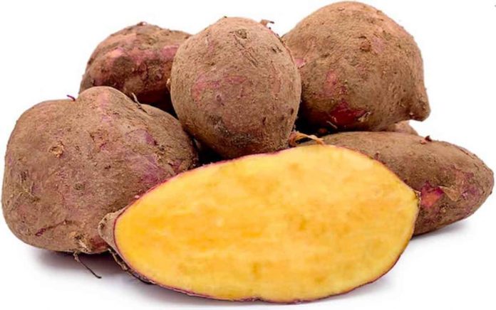 Yellow sweet potato, or kamote. (Photo from the eKadiwa website of the Department of Agriculture)