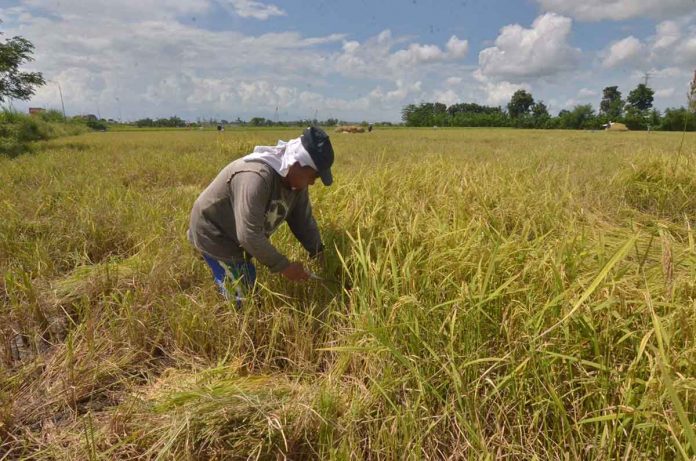 Farmers in Negros Occidental are complaining of palay’s low price, with prices ranging between P15 and P17 per kilo. PN FILE PHOTO