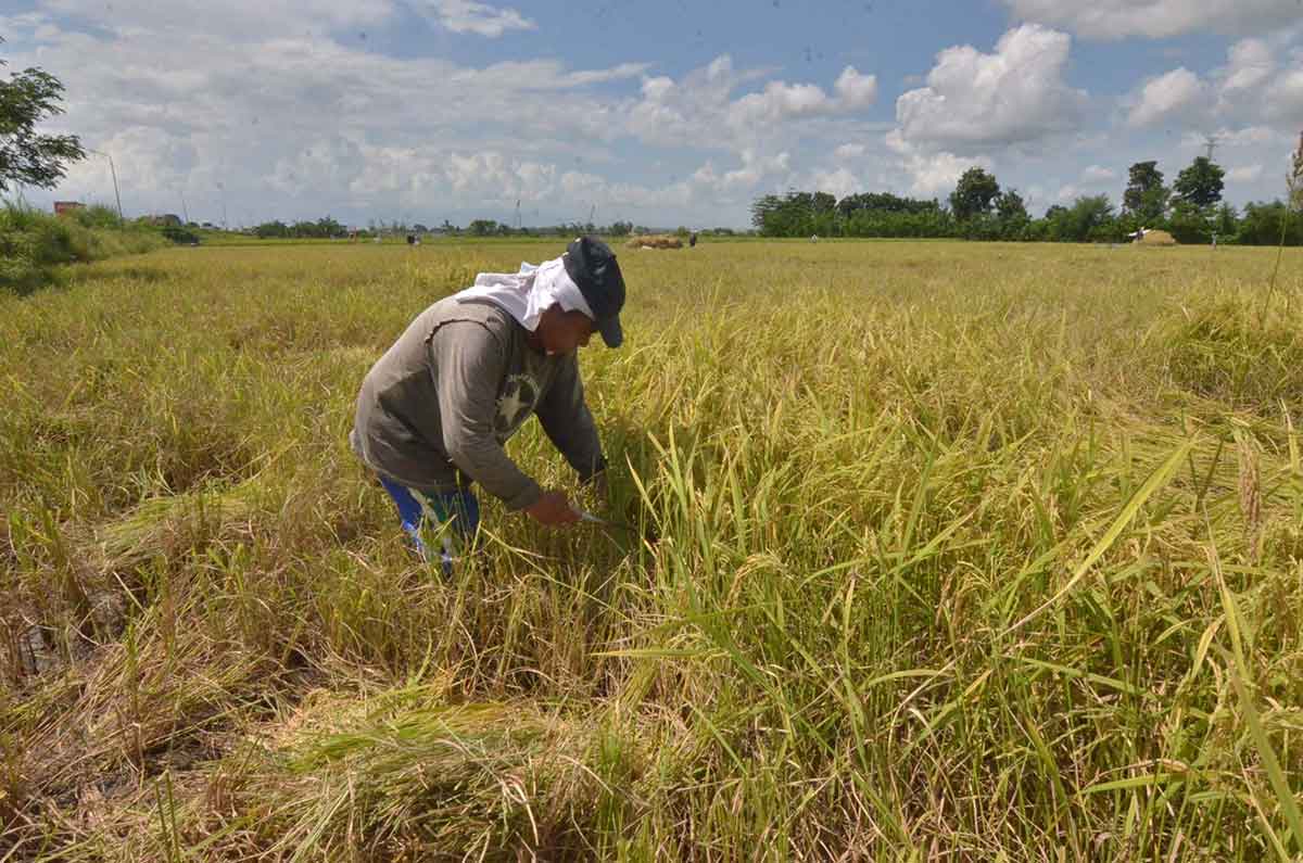 Local Rice Farmers Complain Of Low ‘palay Price 8753