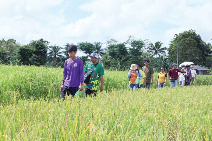 The Department of Agriculture Region 6, with the support of the Municipal Agriculture Office of Calinog, implements its hybrid rice derby project in the 100-hectare contiguous area in the aforementioned town. DA-RAFIS 6 PHOTO