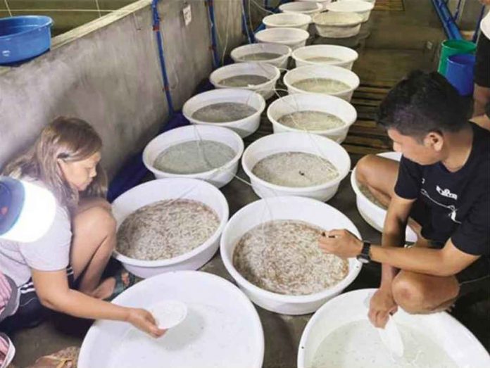 The first batch of milkfish fry being harvested at the Multi-species Marine Fish Nursery in Barangay Baybay, Makato, Aklan in August 2022. OPA-AKLAN PHOTO