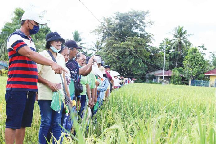 As a strategy to attain rice self-sufficiency amid the rising costs of farm inputs, particularly fuel and fertilizer, the Department of Agriculture intends to improve farmers’ hybrid rice technology adoption level like this one in Calinog, Iloilo.