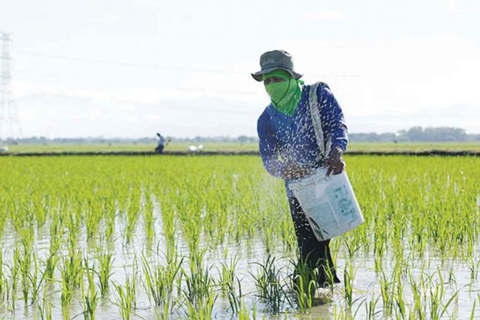 The Philippine International Trading Corporation plans to buy an initial 150,000 metric tons (MT) of fertilizer this year from China at $470 per MT. DA PHOTO