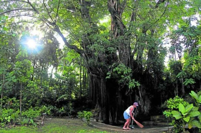 ‘A PALACE IN ITSELF’. A resident in Barangay Campalanas in Lazi town, Siquijor province, cleans the surroundings of this “balete” tree believed to be around 400 years old. INQUIRER FILE PHOTO