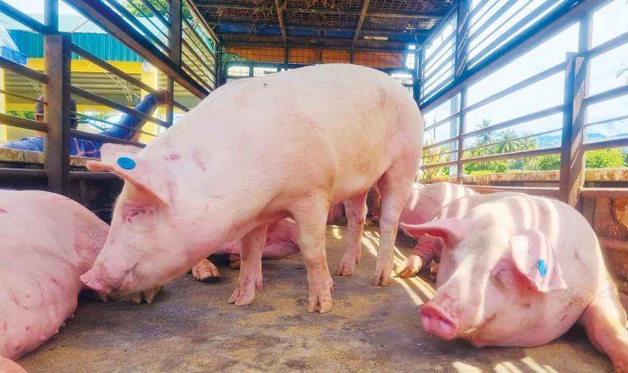 Negros Occidental Provincial Veterinary Office acting head, Dr. Placeda Lemana, says the province is capable of increasing its hog production for December. DA SAAD WESTERN VISAYAS FB PAGE PHOTO