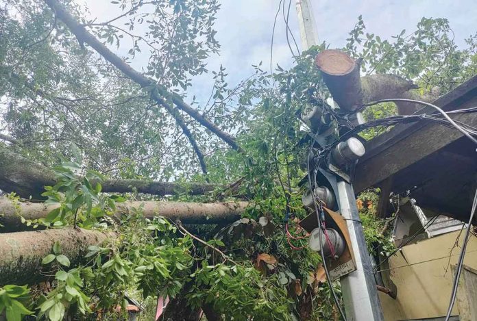 Ten houses were damaged and a six-year-old girl was injured when a big lunok tree fell in Zone 1, Barangay Democracia, Jaro, Iloilo City on Saturday, Nov. 19. AJ PALCULLO/PN