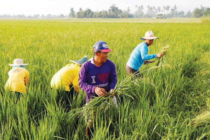 Agriculture sector is responsible for roughly a quarter of total employment in the Philippines, according to World Bank Senior Agriculture Economist Anujar Kar. ABS-CBN NEWS PHOTO