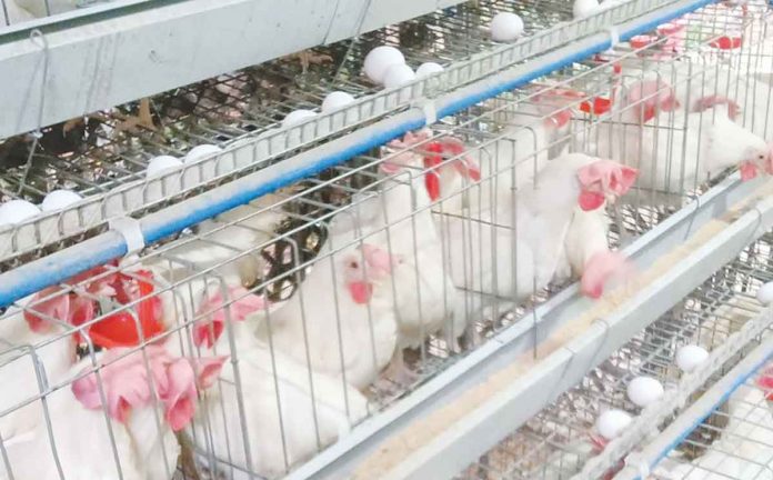 The P33-billion poultry industry in Western Visayas is at risk following the detection of the first cases of bird flu in the region. The Department of Agriculture (DA) Region 6 together with other stakeholders and local government units are now taking preventive measures against the spread of avian disease.  