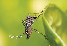 Dengue carriers are day-biting mosquitoes (Aedes albopictus and Aedes aegypti) that breed in clean, stagnant water. WIKIPEDIA PHOTO