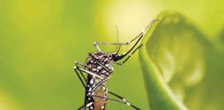 Dengue carriers are day-biting mosquitoes (Aedes albopictus and Aedes aegypti) that breed in clean, stagnant water. WIKIPEDIA PHOTO