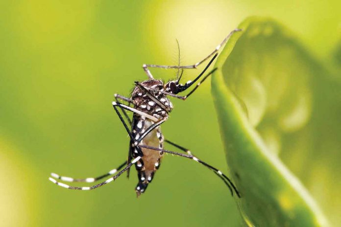 Dengue carriers are day-biting mosquitoes (Aedes albopictus and Aedes aegypti) that breed in clean, stagnant water. WIKIPEDIA PHOTO