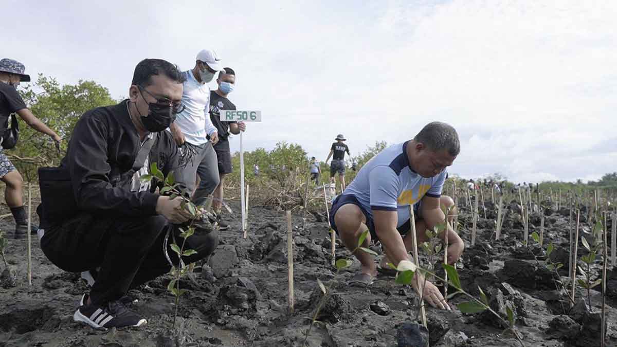 1,500 mangroves planted in Leganes