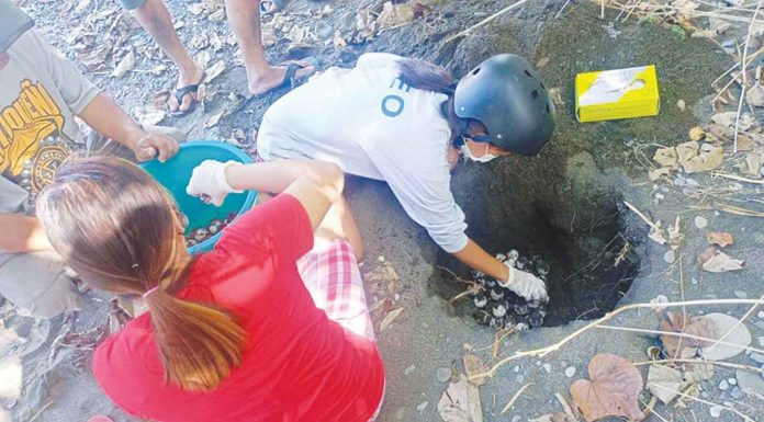 Culasi Environment and Natural Resources Office relocated 91 Olive ridley turtle eggs (Lepidochelys olivacea) along the coastline of Barangay Gua, Barbaza, Antique on Nov. 27. DENR CENRO CULASI PHOTO