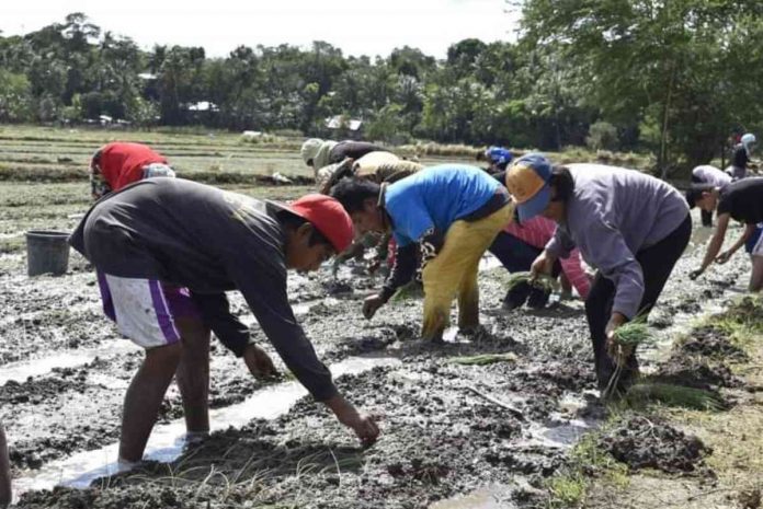 Bulb onion farmers in Miag-ao, Iloilo started planting early this year with high hopes of bouncing back from production losses in 2022. DEPARTMENT OF AGRICULTURE REGION 6 FILE PHOTO