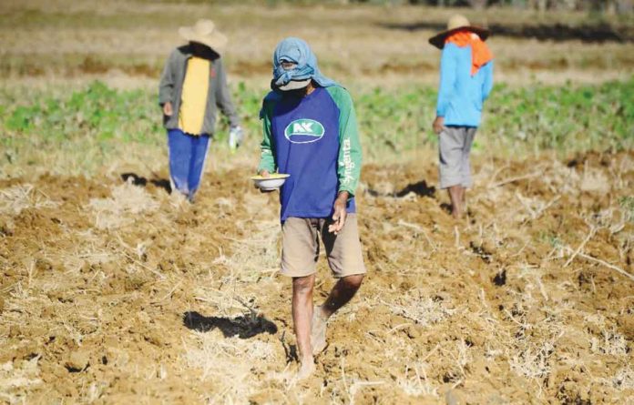 Farmers in Barangay Baculud in Ilagan, Isabela till and plant vegetables that grow around a month for a quicker harvest. ABS-CBN NEWS/FILE PHOTO