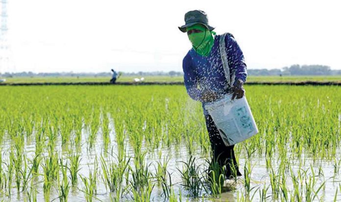 A farmer spreads fertilizer granules on the rice field. The Philippines looks forward to a steady supply of fertilizer inputs needed by farmers through business agreements with China. PHILRICE.GOV.PH PHOTO