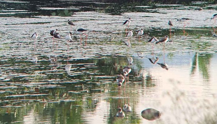 Waterbirds are one of the key indicators of wetlands’ health. Wetlands provide feeding, resting, roosting, and foraging habitats for these species. DENR/PENRO PHOTO