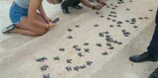 Sea-bound hatchlings of sea turtle Olive Ridley crawl on the white sand beach of Boracay Island. Tourists are taking photos. DENR-6 PHOTO