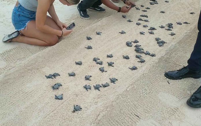 Sea-bound hatchlings of sea turtle Olive Ridley crawl on the white sand beach of Boracay Island. Tourists are taking photos. DENR-6 PHOTO