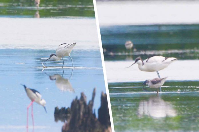 A rare Pied Avocet migratory bird is sighted in Barangay Latasan, E.B. Magalona, Negros Occidental – the first record of the species in the island and in Western Visayas. DENR 6 PHOTO