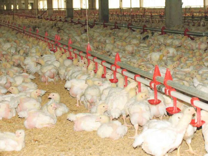 Poultry industry was hit by high inflation, pushing feed prices to soar at an all-time high and prompting the cost of production to increase as well. DA PHOTO