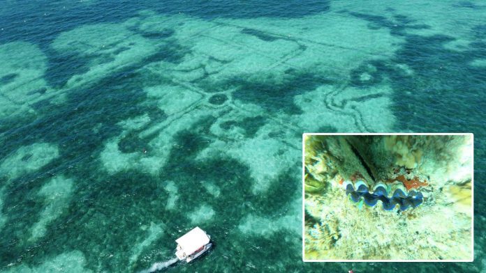 Giant Clam Village in Lakawon Island, Cadiz City, Negros Occidental is being pushed to become a marine sanctuary. The 1.3-hectare area is home to over 2,000 giant clams and other marine species. GIANT CLAM VILLAGE, CADIZ CITY GOVERNMENT PHOTO