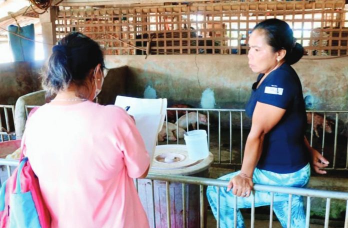 Following suspected cases of African Swine Fever, the Roxas City Agriculture and Veterinary offices inspected backyard hog farms in Barangay Cogon. RONNIE DADIVAS FACEBOOK PHOTO