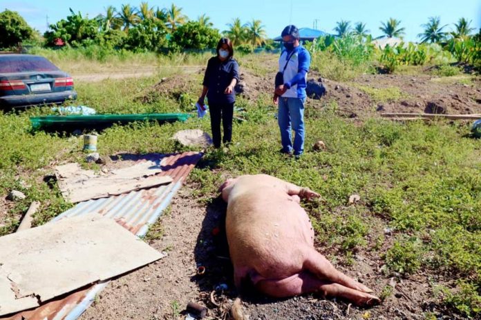 The City Agriculture and City Veterinary offices strengthen monitoring of areas with swines manifesting symptoms of African Swine Fever. Roxas City and eight other towns in Capiz logged the hog disease. RONNIE DADIVAS FB