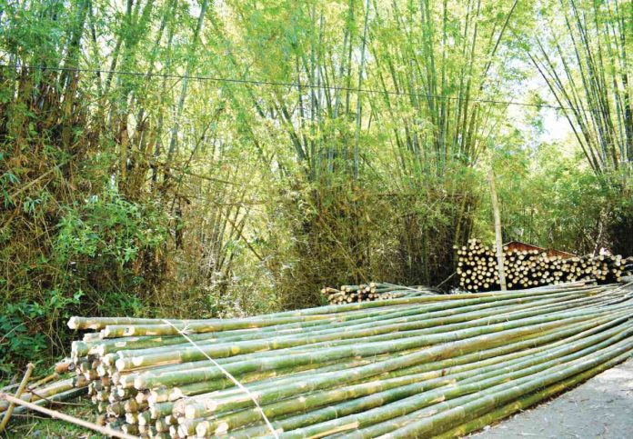 The Forest Products Research and Development Institute is promotinge the use of bamboo for construction because of the current housing backlog in the country. DENR PHOTO