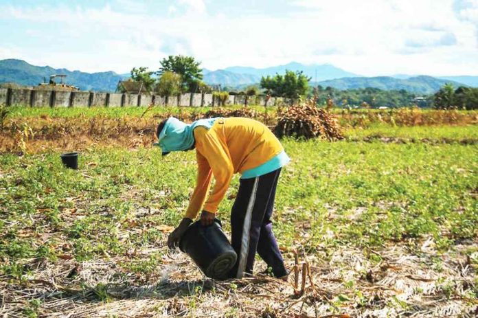 A man attends to his plot of land as a sharecropper in Barraca, Ilocos Norte. JONATHAN CELLONA/ABS-CBN NEWS PHOTO